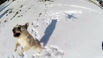 French Bulldog chases Phantom UAV Slow Motion