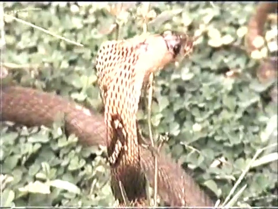 Eagle Snake Fight Watch This Video