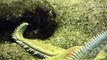 Seestern Aquarium - Starfish Salt Water Fish Tank