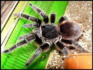 Our pet tarantulas