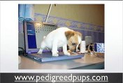 Puppy house breaking tips