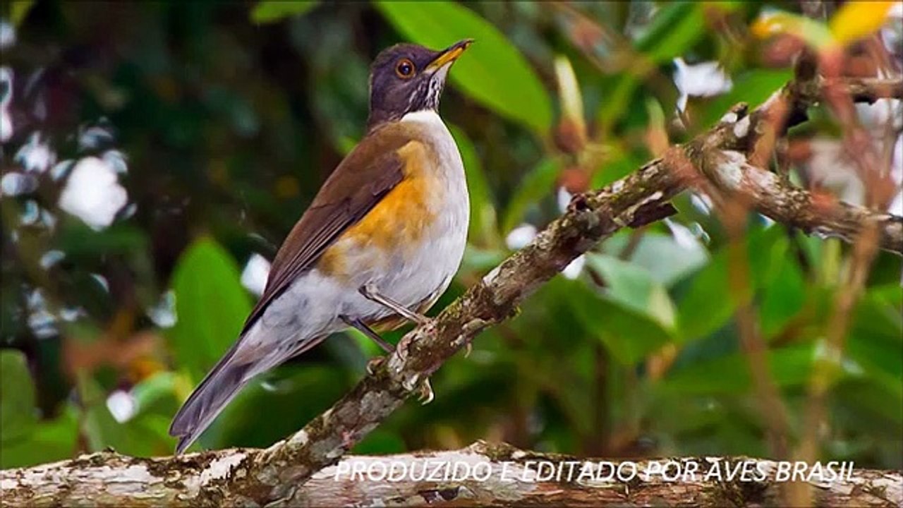 Belo CANTO Sabiá Coleira PIANADO