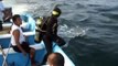 Entangled Humpback Whale Rescued / Rescate de Ballena Jorobada en peligro