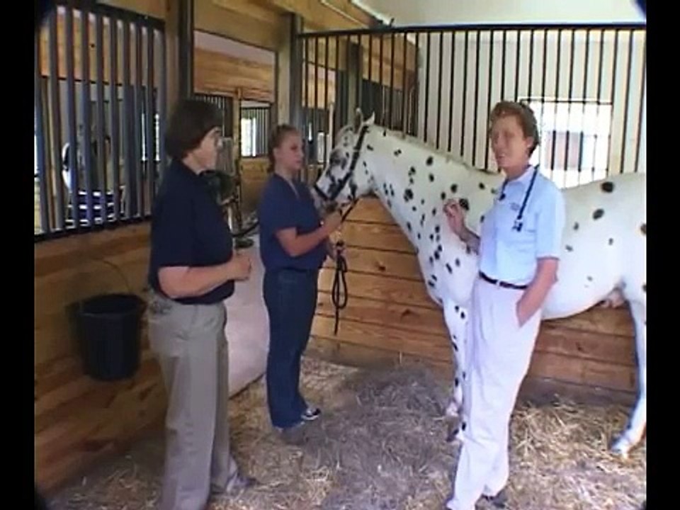 Respiratory System: Physical Examination of the Horse