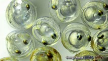 Fish embryos developing inside egg-Galaxias Maculatus-New Zealand whitebait