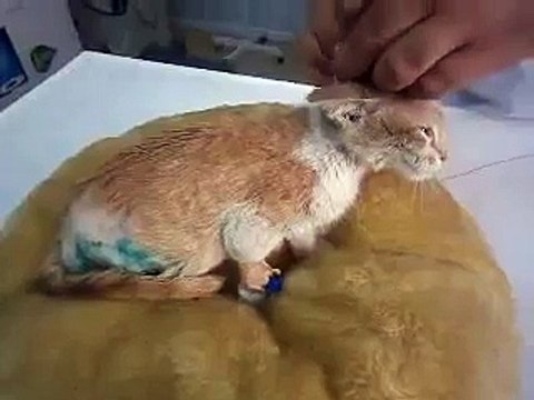 Lourdes : the Kitten Eaten Alive by Maggots - After Operation