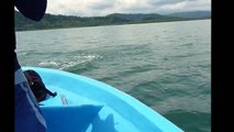 Study spotted dolphins Golfo Dulce Costa Rica with Earthwatch.wmv