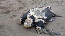 CRÓNICA Tortuga gigante muerta en playa Salinas. Leatherback sea turt dead