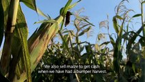 Seeds and sustainability: Maize Pathways in Kenya
