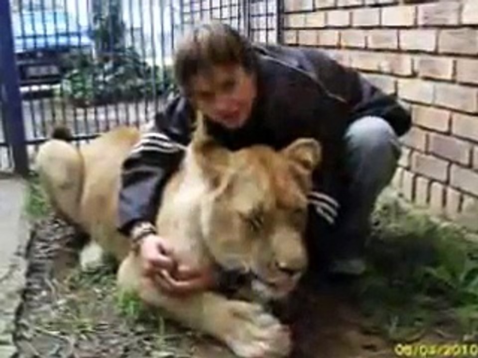 Elsa the lioness, not only a lion, but also my life!!