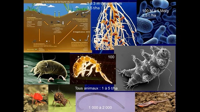 Océan : la biodiversité à l’épreuve du climat (dans le cadre de la Journée mondiale des océans)