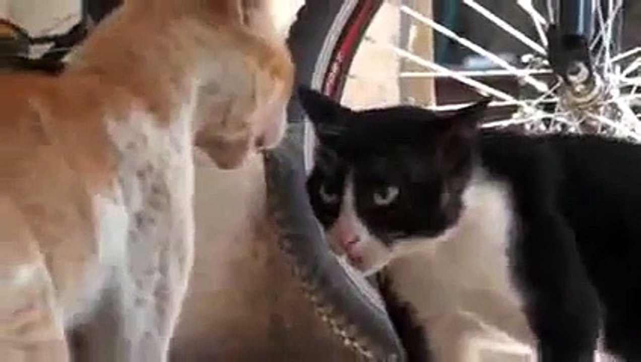 #Кошачьи разборки 2! Ну ты чего первый раз не понял