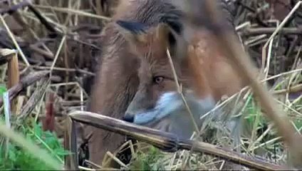 Бои без правил, #кот и лиса видео!