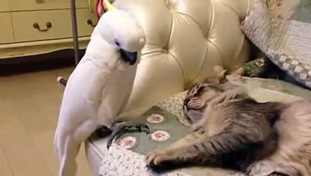 #Кот и попугай! Нет, нет это не я! #ПРИКОЛ!