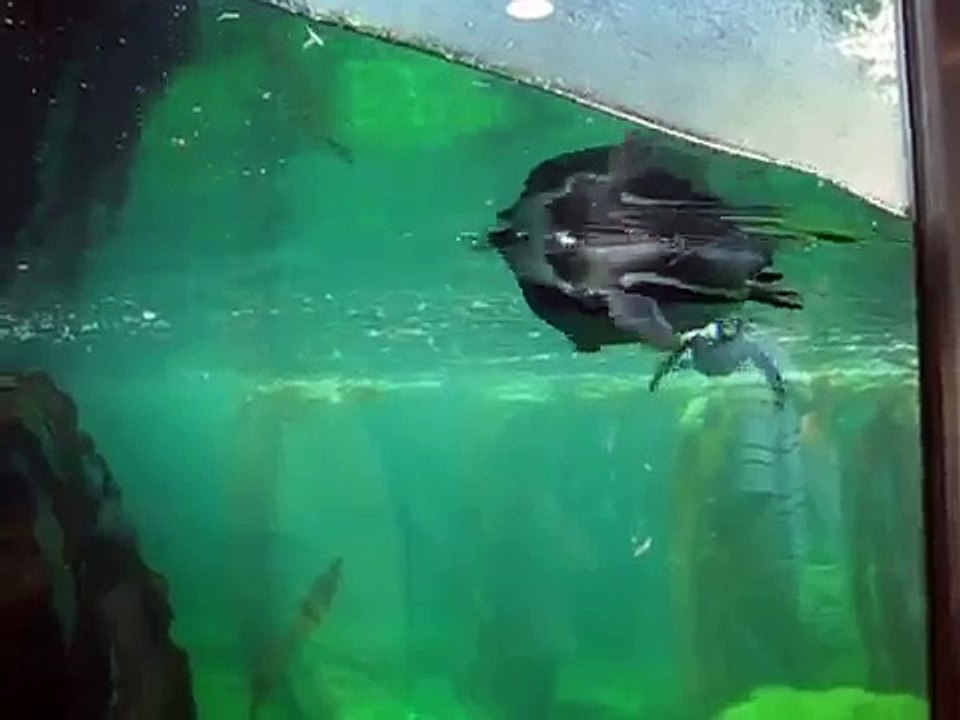 Penguins at Nuremberg Zoo