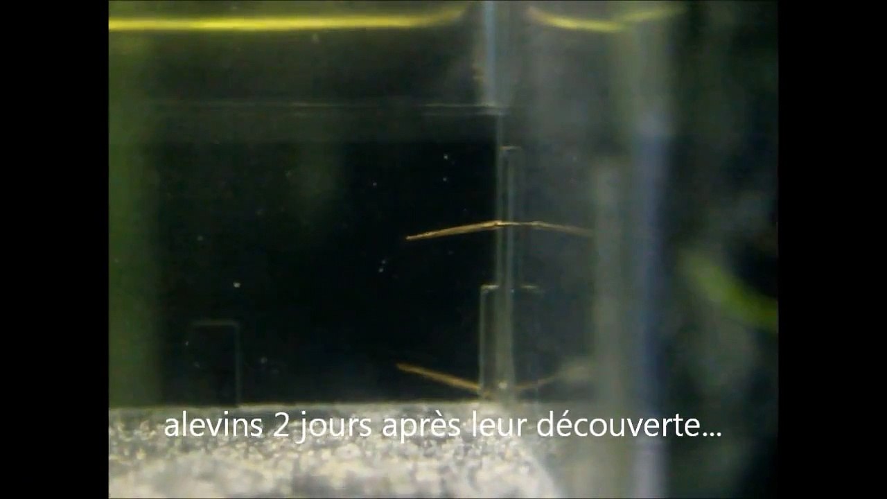 Aquarium de Douai : naissance de poissons crocodiles