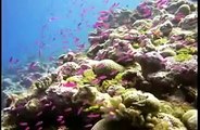 Coral Reef Biodiversity