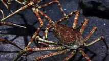 Японский краб-паук / Japanese spider crab