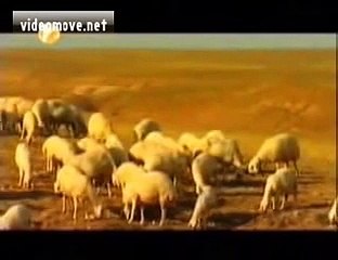 kangal köpeklerinin müthiş özellikleri