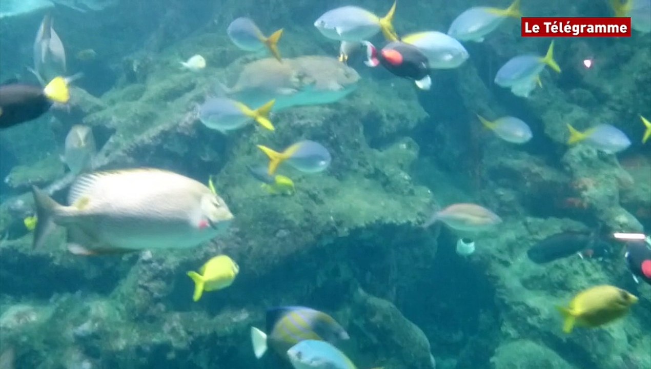 Océanopolis. Un poisson Napoléon venu d'Australie