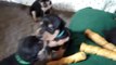 Miniature pinscher puppies playing 2