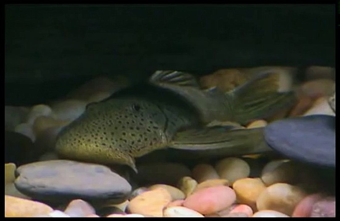 Bulldog Pleco Eggs Hatching