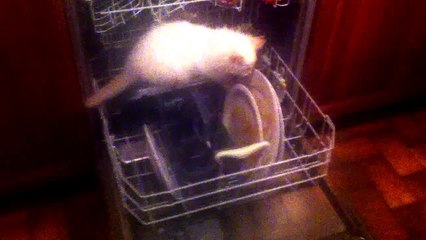 Sam the Ragdoll Kitten exploring the dishwasher