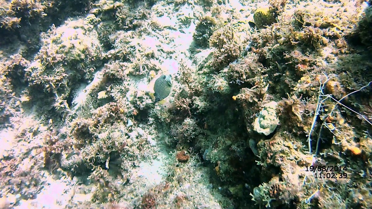 Poisson Coffre