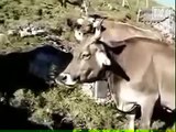 Amazing Footage - Argentina Cow Abduction by a UFO in German