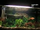 Piranha Eating Goldfish