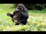 Burgers Zoo - Gorilla met de tweeling   13 september 2013