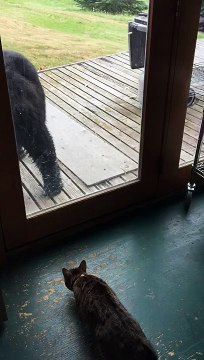 Regardez comment ce chat fait peur à cet ours !