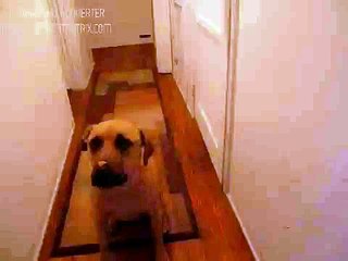 Grace Does a Funny Dog & Doritos Trick