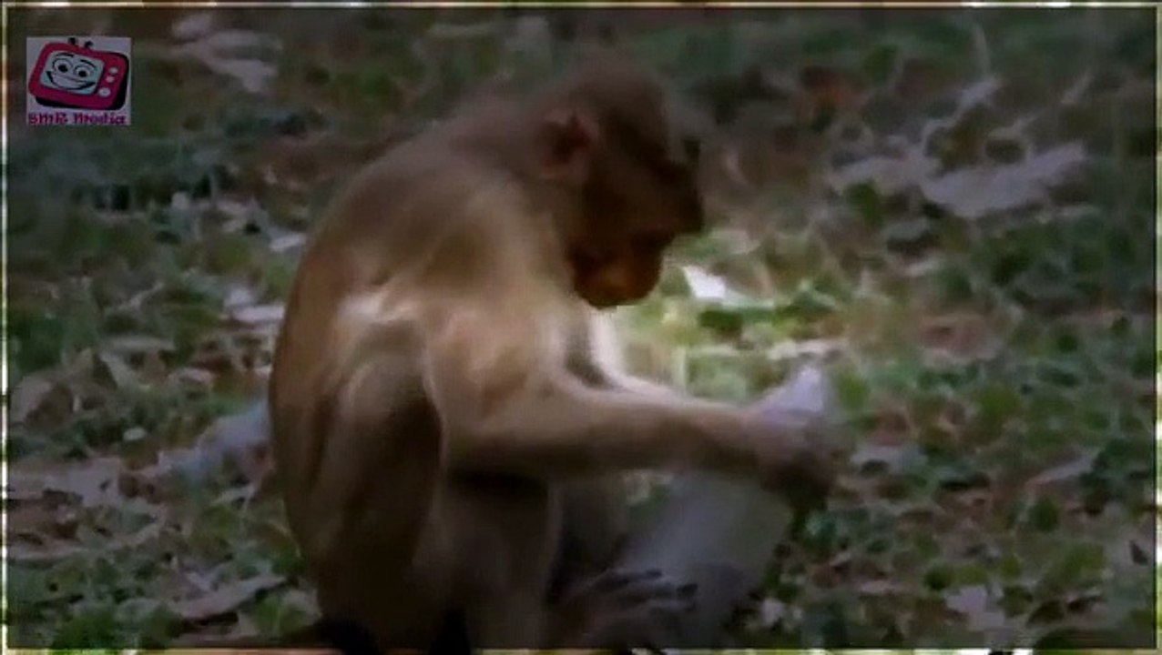 Top Funniest Monkeys Compilation 2015