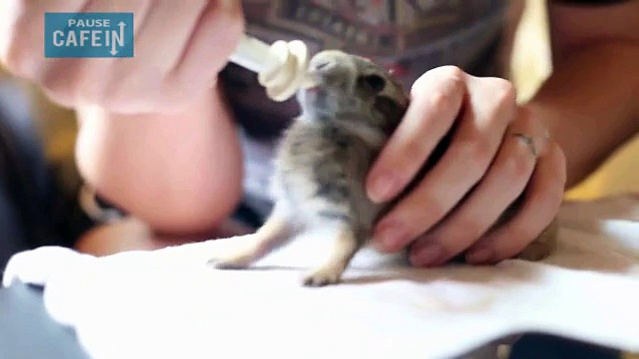 Pour ce petit lapin d'Amérique le lait c'est le Nirvana