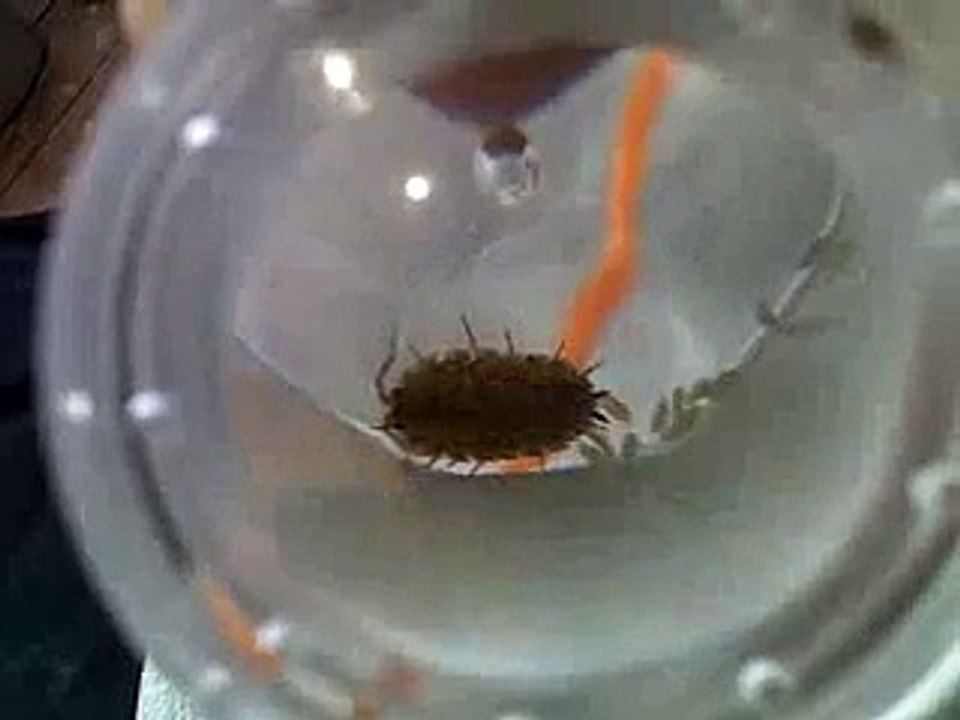 Woodlice Babies