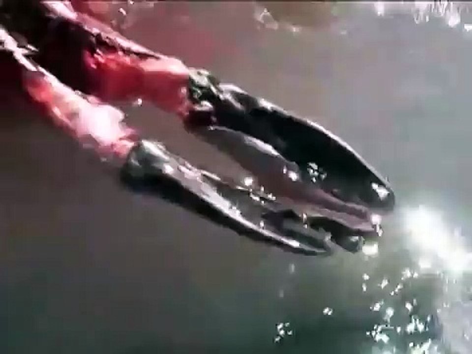 The 2006 Baby Harp Seal Slaughter