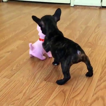 Cute Funny Puppy Videos Dogs l The World's Most Funny Dog Video l Top 10 Funny Dog Videos