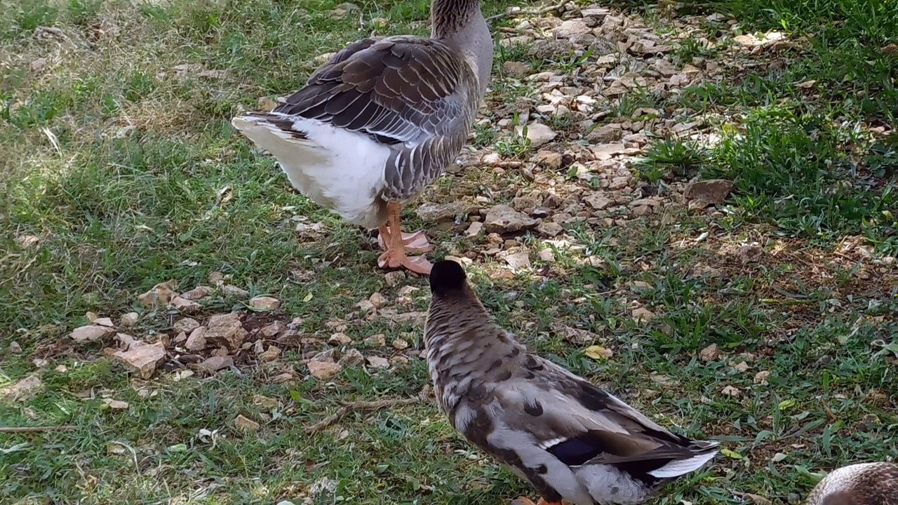 les oies................