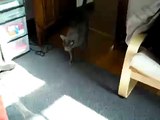 cat doing tricks for treats