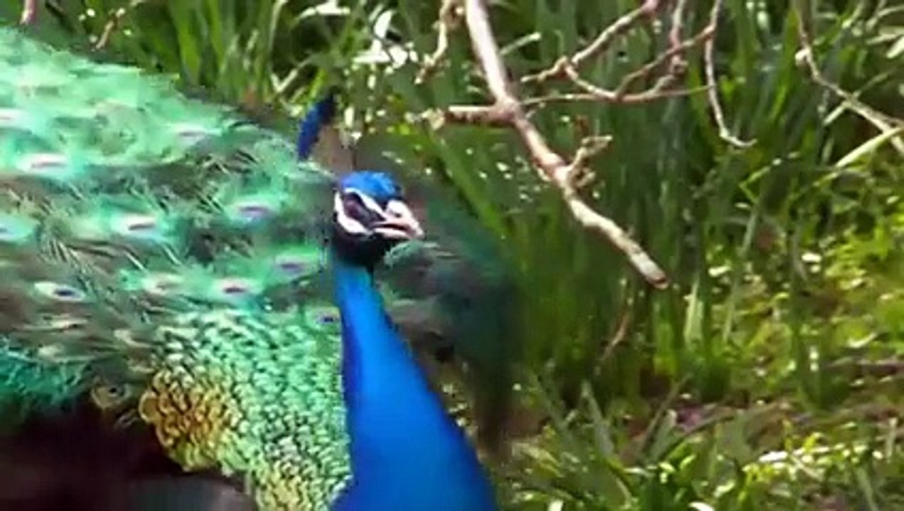 The worlds most Amazing Creature