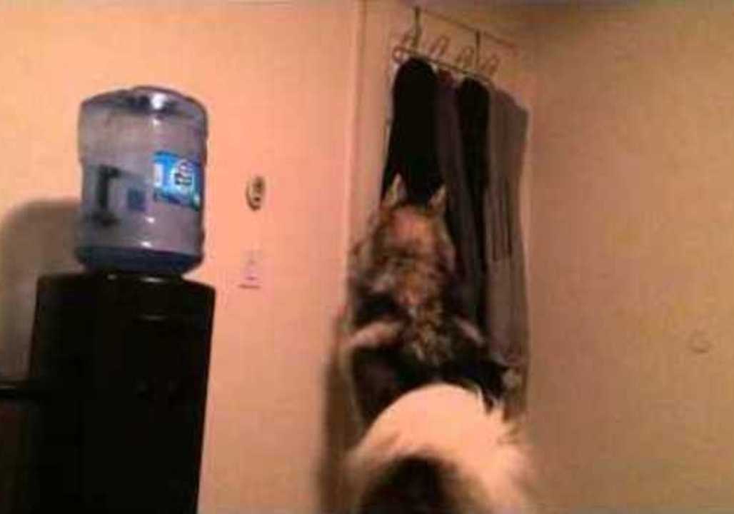This Husky Goes Where He Wants