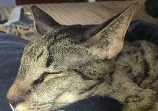 Cunning Kitty Opens Doors With Ease