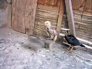 Crazy Baby Chicken !