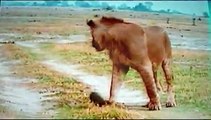 Lion Versus Tiny Mongoose (with a broken leg)