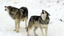 Wolves at The Wild Animal Sanctuary