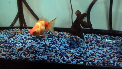 Telescope Eye Goldfish and Black Moor Goldfish