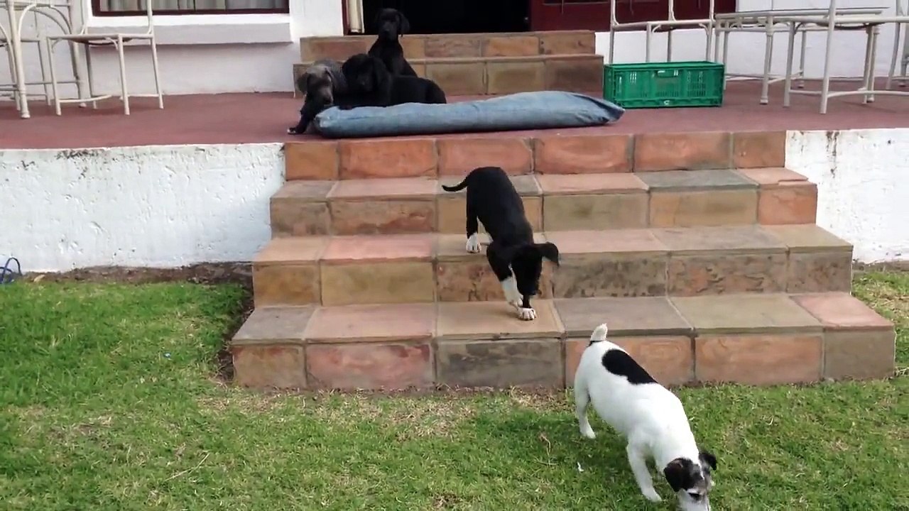 Last four Great Dane puppies (two are leaving tomorrow)