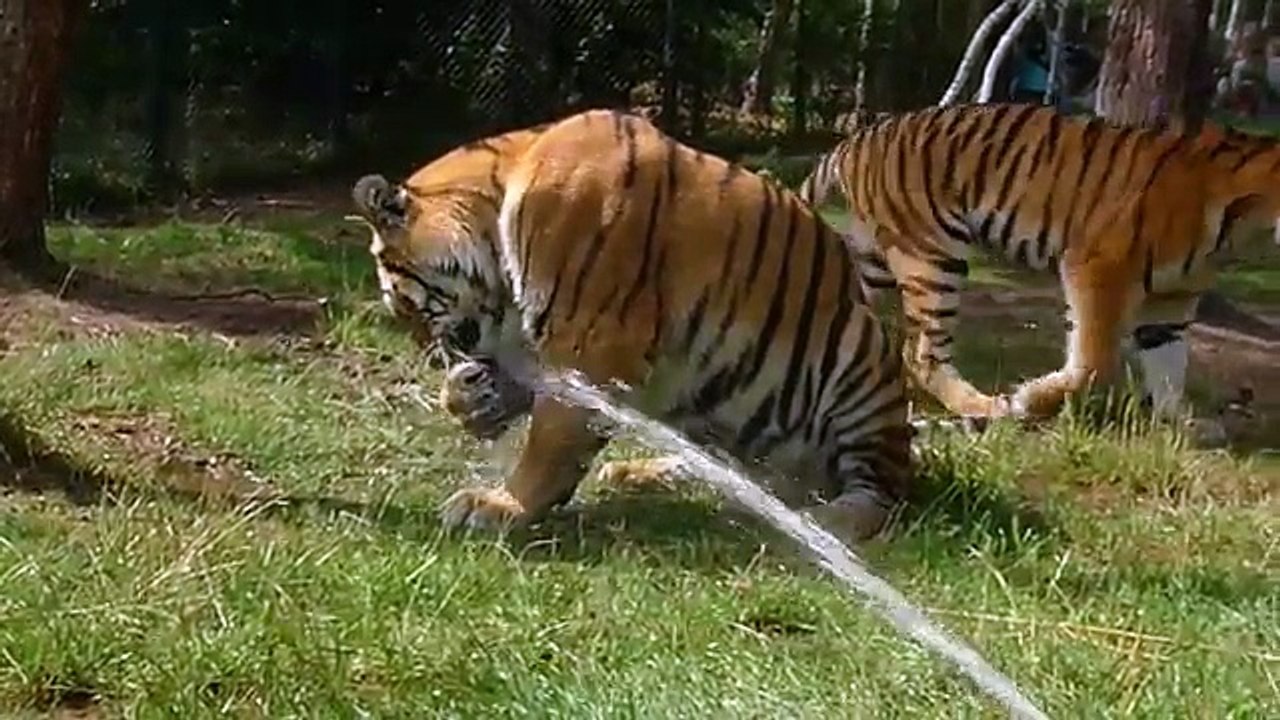 Siberian tiger takes a shower