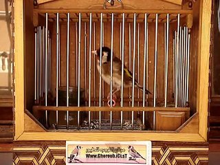 chardonneret  de ghoroub === jilguero